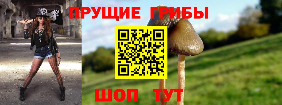 Галлюциногенные грибы Psilocybine cubensis Новороссийск
